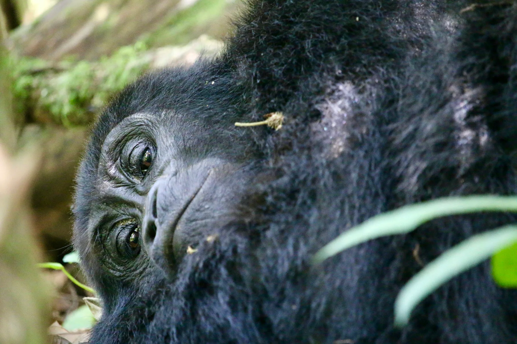 A mountain gorilla resting in Bwindi Impenetrable Forest