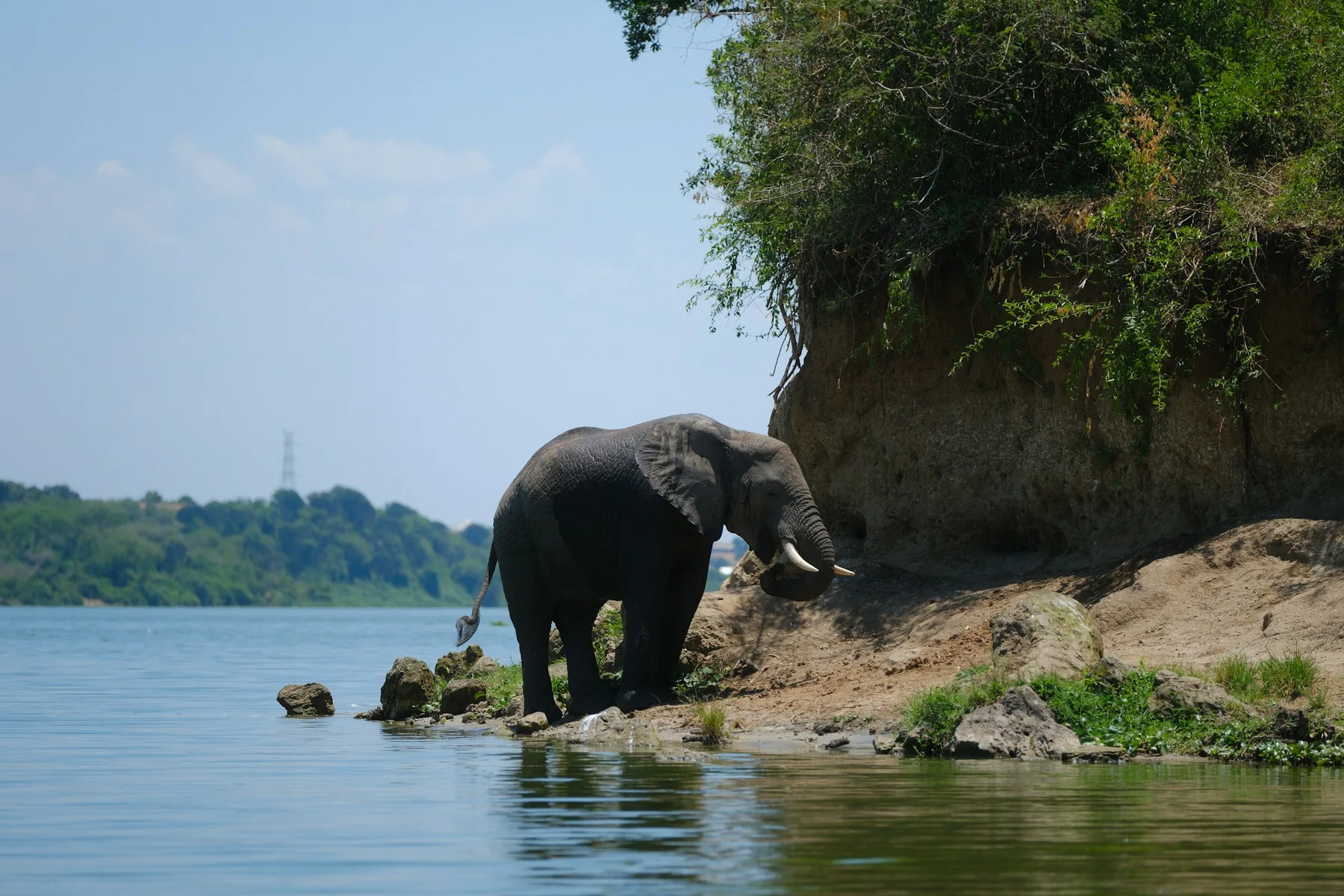 An elephant on the water’s edge in Queen Elizabeth National Park