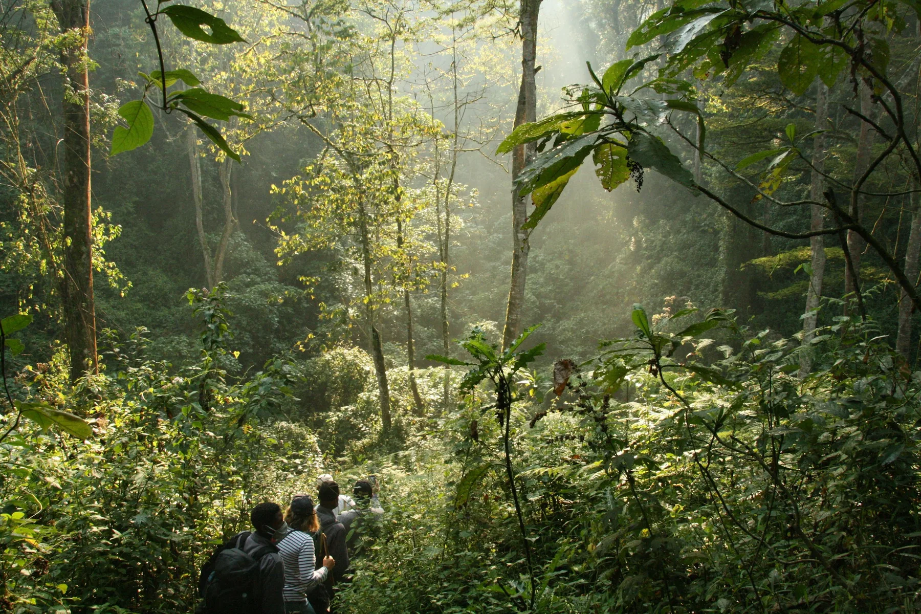 Travellers walking through the forest at Bwindi; illustrative destination photograph