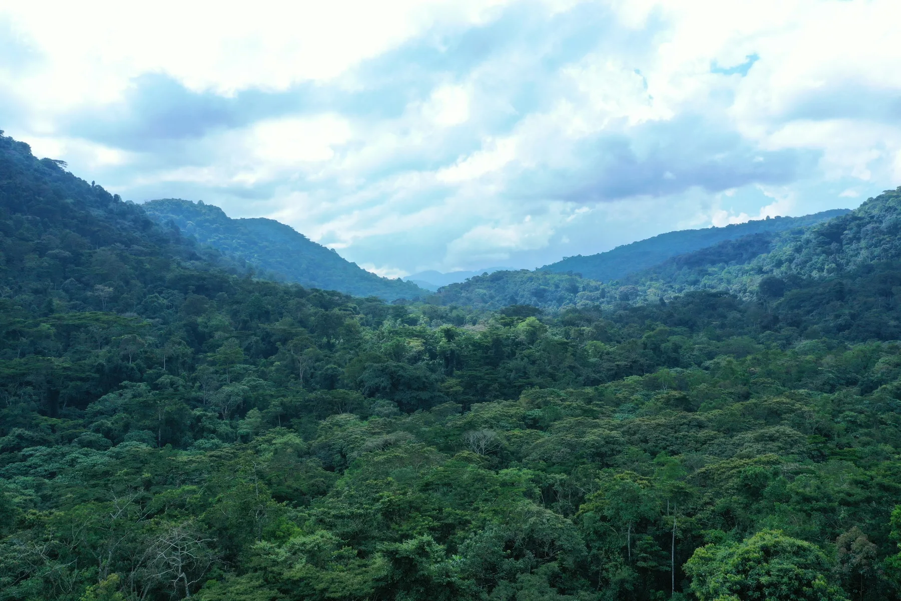 The forest canopy and hills of Bwindi, Uganda